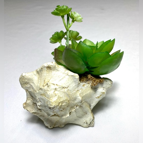 SUCCULENT GARDEN IN SHELL 5 inches - Picture 6 of 11
